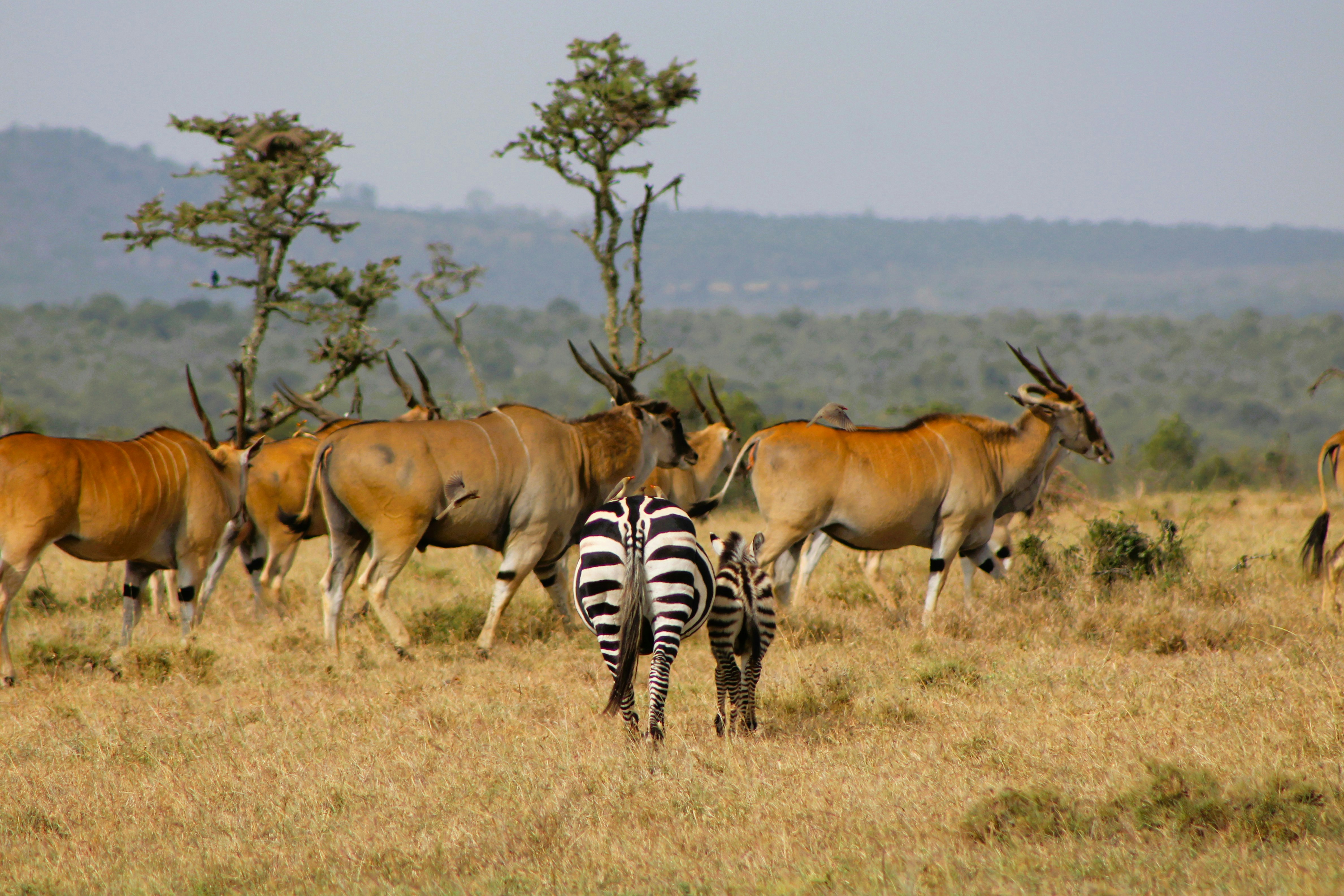 How does Mikumi National Park compare to Serengeti?